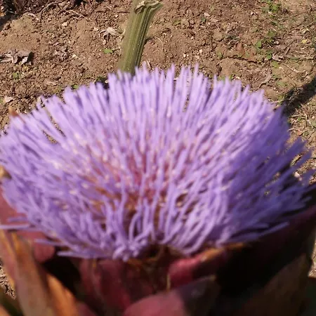 Il Casone 3*