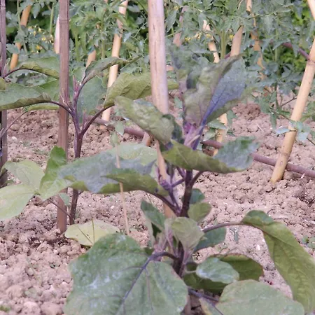 Bed & Breakfast Il Casone 3*