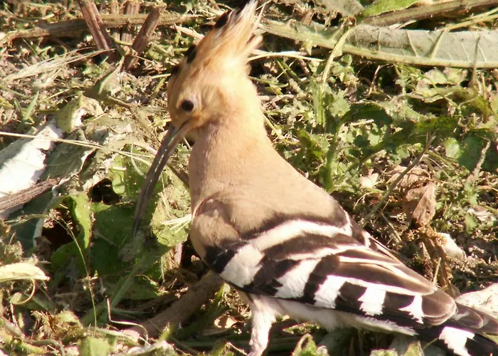 Il Casone Montelupone